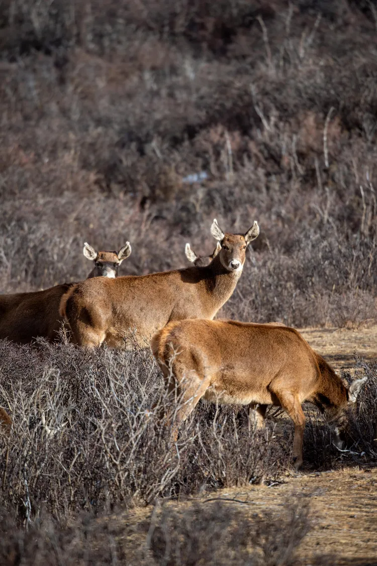 西藏馬鹿一度被視為滅絕，目前數量約800頭；本周西藏保護區內十數頭西藏馬鹿現身。新華社