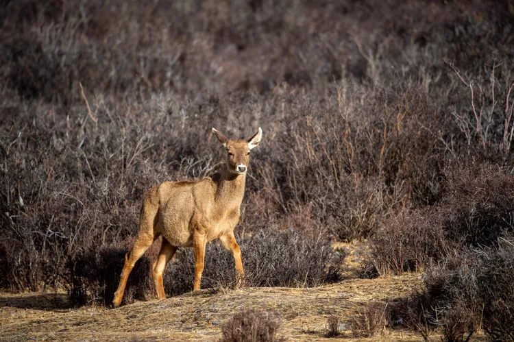 西藏馬鹿一度被視為滅絕，目前數量約800頭；本周西藏保護區內十數頭西藏馬鹿現身。新華社