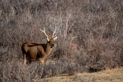 曾被視為滅絕　牠們現大搖大擺躺馬路「趕也趕不走」