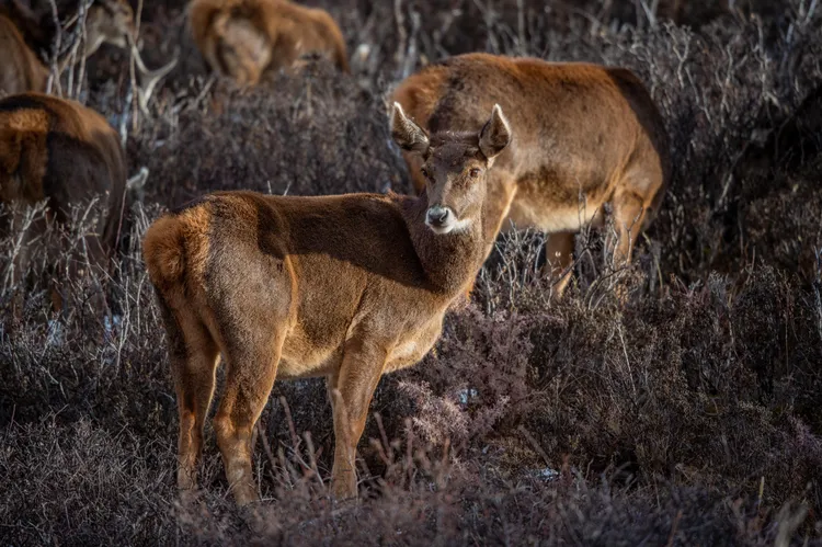 西藏馬鹿一度被視為滅絕，目前數量約800頭；本周西藏保護區內十數頭西藏馬鹿現身。新華社