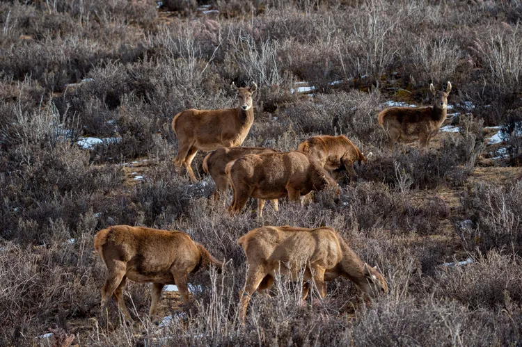 西藏馬鹿一度被視為滅絕，目前數量約800頭；本周西藏保護區內十數頭西藏馬鹿現身。新華社