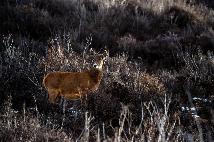 西藏馬鹿一度被視為滅絕，目前數量約800頭；本周西藏保護區內十數頭西藏馬鹿現身。新華社