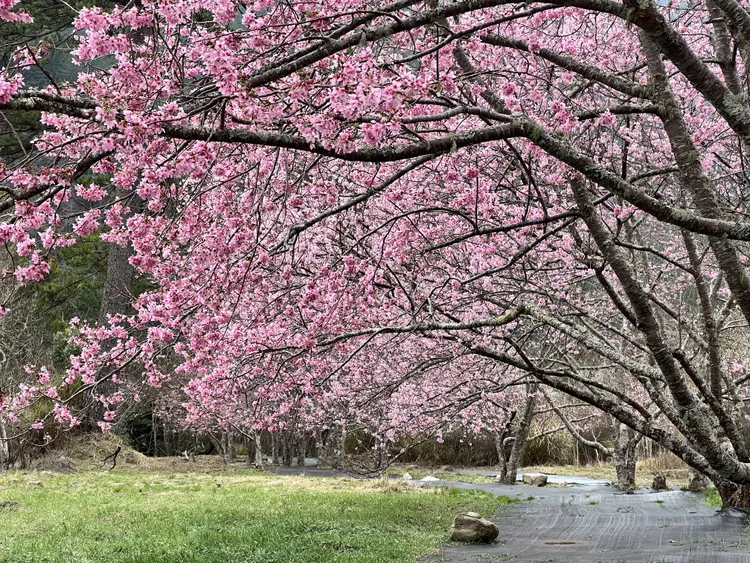 武陵農場櫻花季2/8登場。公路局提供