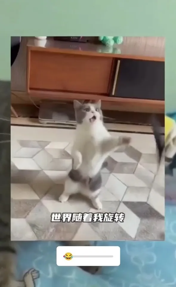 逗貓棒激起貓咪的狩獵慾望。IG @catlovers294 提供