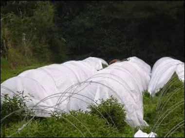 樹冠覆蓋隔離冷空氣。茶改場提供