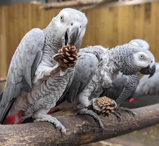 8鸚鵡猛飆髒話、譙遊客　動物園採「冒險手段」整治