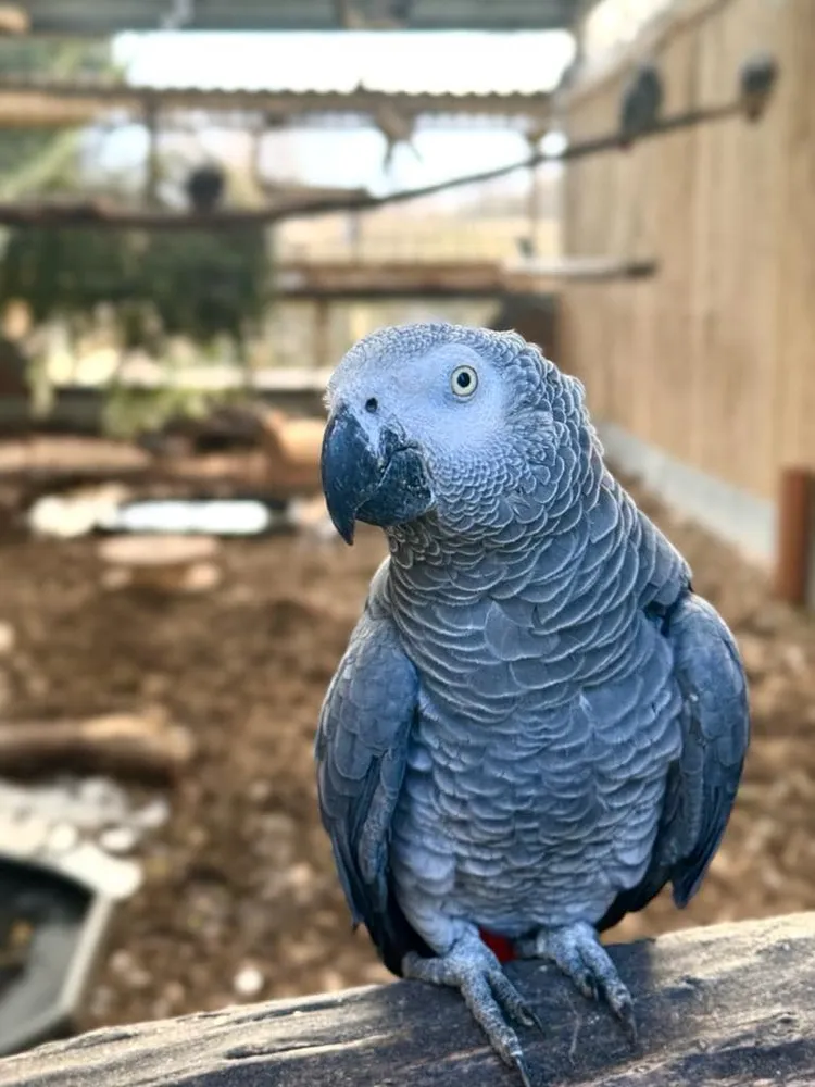 翻攝英國林肯郡動物園臉書@Lincolnshire Wildlife Park 