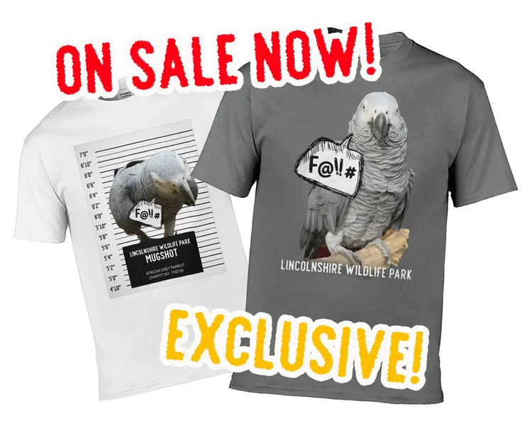 髒話鸚鵡太紅，還有周邊商品。翻攝英國林肯郡動物園臉書@Lincolnshire Wildlife Park 