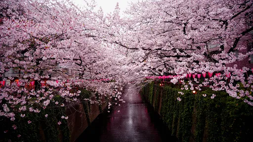 日本2024賞櫻地圖公布　出國囉！東京3/17、京都3/22盛開