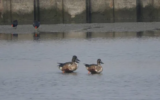 重現澄清湖的雁鴨–琵嘴鴨。高雄鳥會提供 張進隆攝影