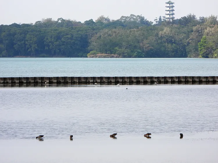 澄清湖雁鴨。高雄鳥會提供