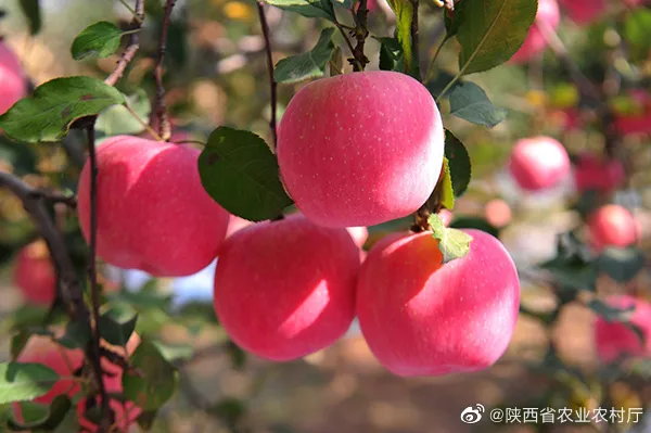 翻攝陝西省農業農村廳微博