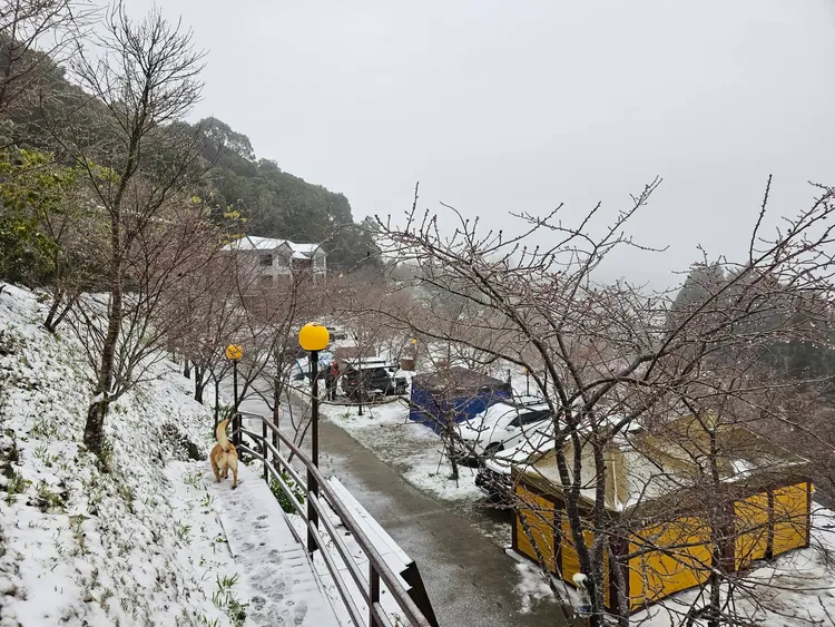 農場小徑也撲滿白雪，「閃電」四處穿梭。「拉拉山恩愛農場」提供