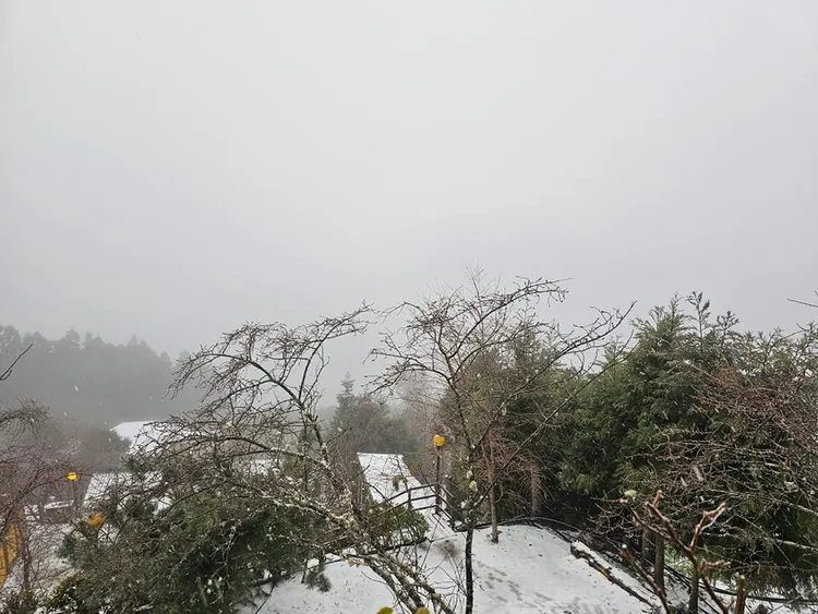 拉拉山持續飄雪，地面與樹梢都出現積雪。「拉拉山恩愛農場」提供