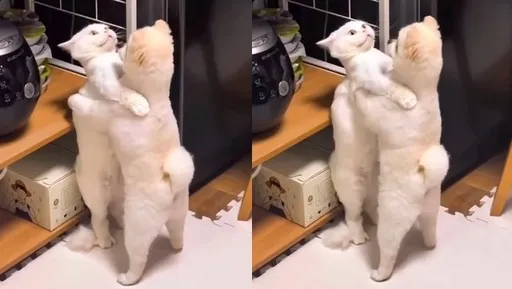 汪星人突如其來的示愛 喵皇傻眼一動也不敢動