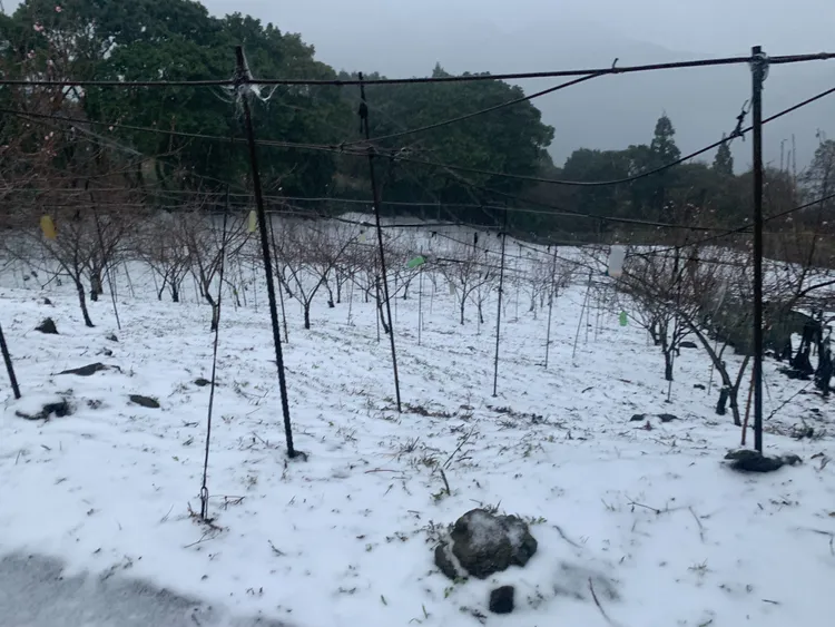 拉拉山下雪。桃園市消防局提供