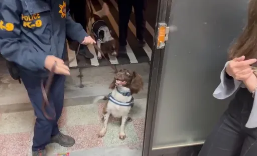 緝菸犬出動！保三警破北台灣最大私菸通路　2大倉庫存貨破千萬