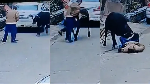 驚悚片｜出門散個步「被一頭牛殺了」　牠見人類倒地持續刺角行刺