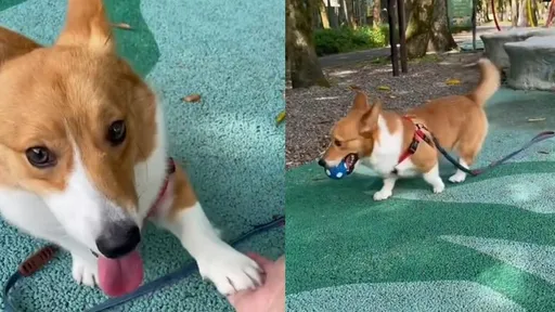 性感小屁屁!「電動臀」搖呀搖 最強耍賴讓人抱緊了