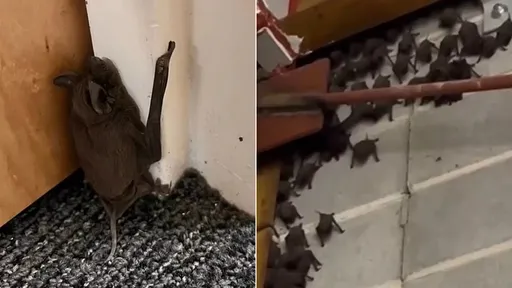 返校發現宿舍「被蝙蝠佔領」 學生:牠們是受保護物種但我不是