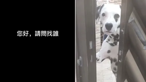這個「看門犬」太萌!水汪汪大眼望呀望 「靠門照」讓人想抱緊