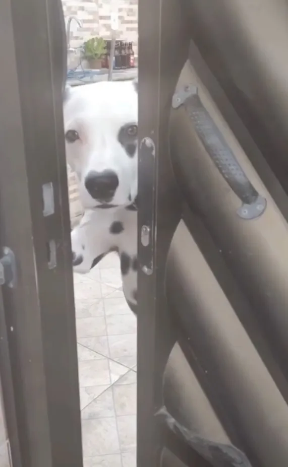 大麥町犬智商排名62，迪士尼卡通動畫101忠狗。IG @cats_dog_earth 提供