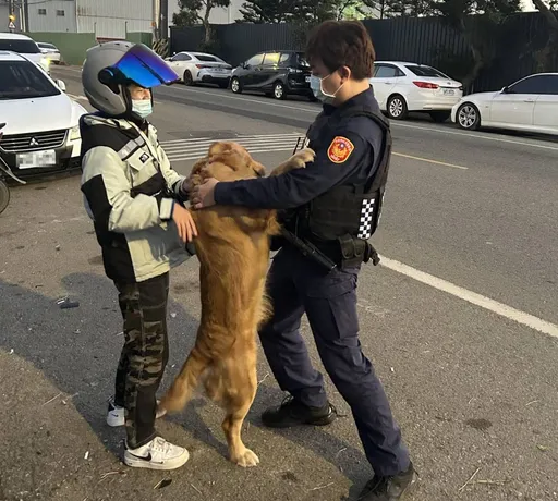 黃金獵犬走失自行「抱」警處理　警員協助找到飼主
