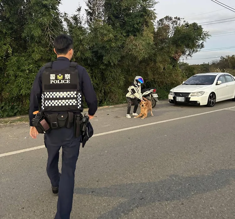 熱心民眾把黃金獵犬牽到路邊安撫，但牠看到警員，立即飛撲上去求援。大園警分局提供