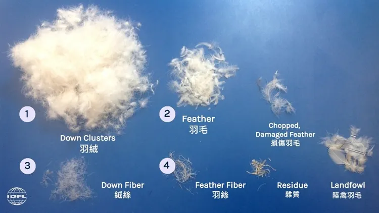 羽絨羽毛主要結構。羽毛公會提供