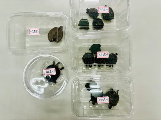 阿伯順手牽14隻烏龜塞爆口袋 牠們爬出逃生!「槓龜」失風當場被逮