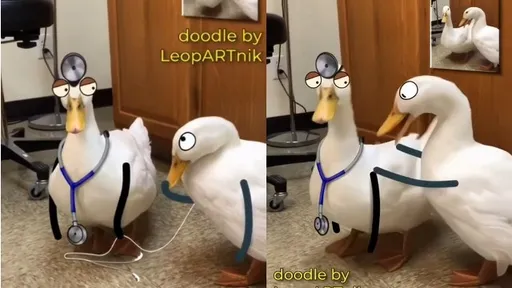 鸭鸭忙什么！牠猛啄让同伴看呆　奇趣画面「卡正经一点」