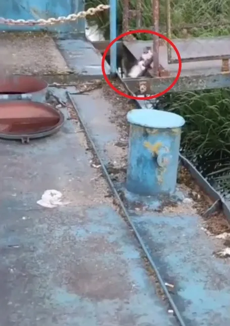 貓咪踩空掉進河中。IG @catlovers294 提供