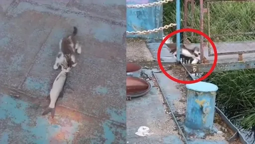 小貓咪興奮捕獲大魚 開心叼回家!結局卻令人悲傷