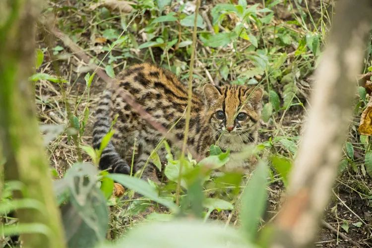 哥倫比亞保育機構康納爾（CORNARE），5日在該機構附近森林，野放小斑虎貓。路透社