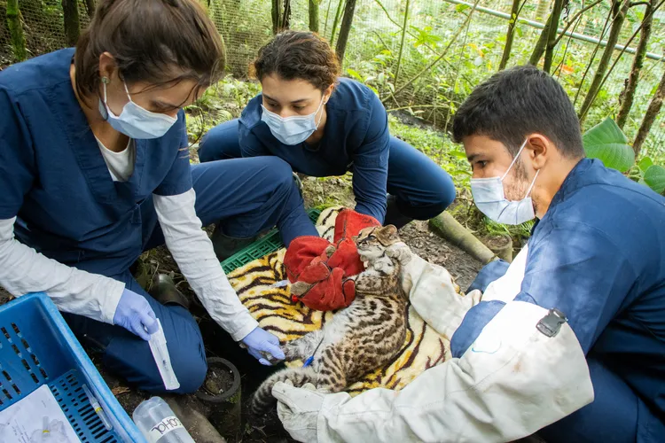 哥倫比亞保育機構康納爾（CORNARE），5日在該機構附近森林，野放小斑虎貓。路透社