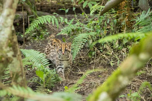 小斑虎貓「放生」 進食技巧驚人、鳥兒小心被扒光