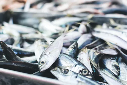 日本秋刀魚捕獲量5年來首度增加 「魚荒」仍未解除