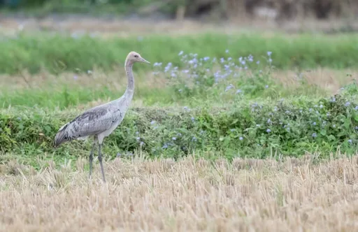 東部第1次!「超吉祥」二級保育類灰鶴現蹤 罕見畫面曝