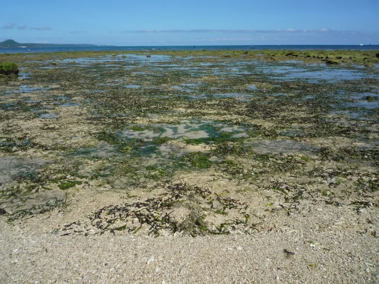 紅樹林、海草床及潮汐鹽沼等沿海植被生態系統，具相當高碳匯能力。海委會提供