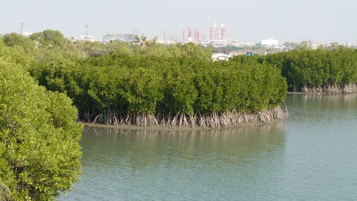 「海洋藍碳」碳權企業具高度意願!穩定性、公信力最重要 海委會完成「藍碳方法學」