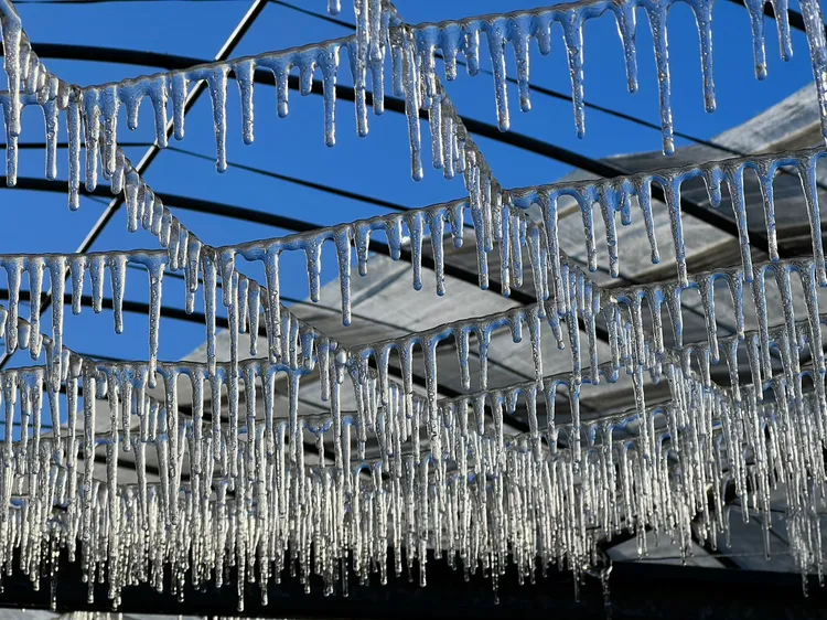 武陵農場藤花園出現冰柱。武陵農場提供