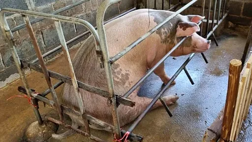 米糠誘惑!變態裸男潛入「性侵懷孕母豬」 女飼主驚睹人獸交