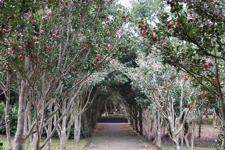 茶花隧道。公園處提供