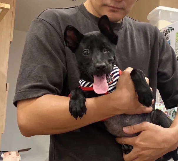 小黑狗康復後，目前在動保處等新的家。動保處提供