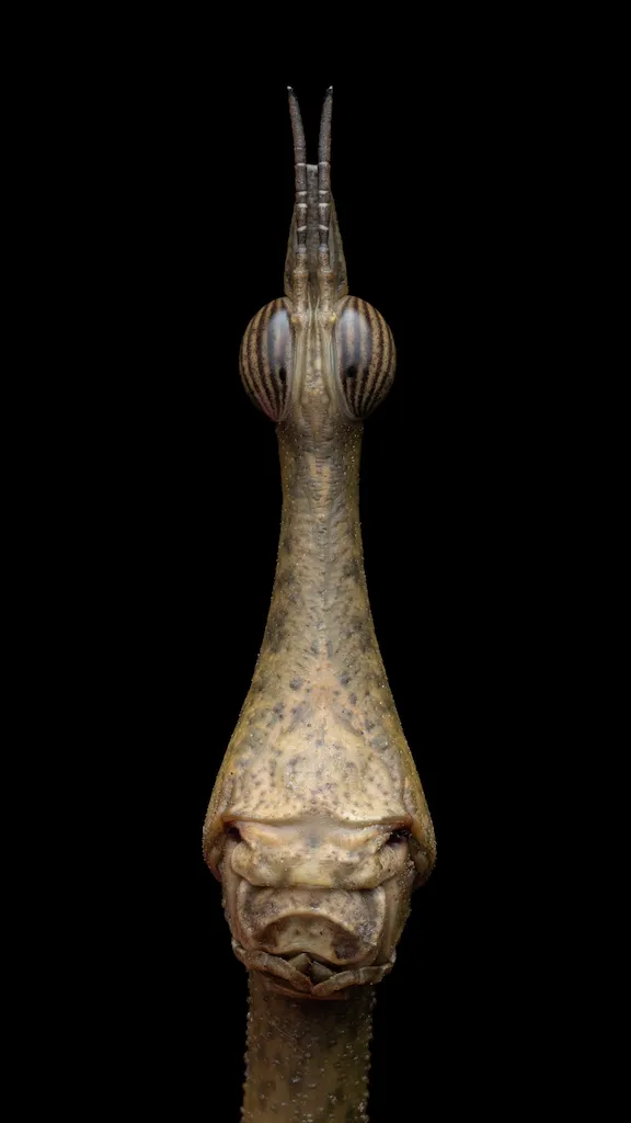 © Tibor Molnar | cupoty.com