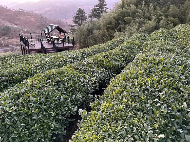 河東的智異山旁邊是蟬津江、且土為弱酸性，很適合種茶葉。陳怡文攝