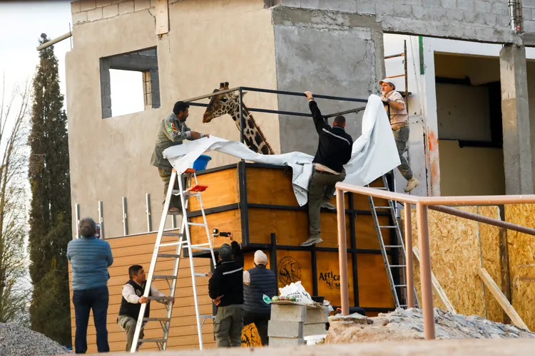 成頸鹿「貝托尼」將從墨西哥華雷斯城跋涉2000公里到普艾布拉州。路透社