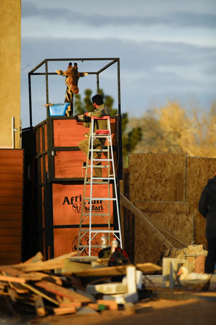成頸鹿「貝托尼」將從墨西哥華雷斯城跋涉2000公里到普艾布拉州。路透社