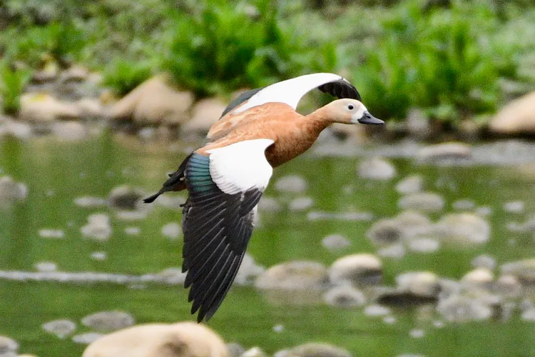 羽色亮麗的瀆鳧。桃園鳥會提供
