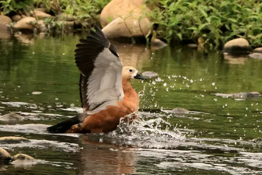相隔15年　罕見瀆鳧驚艷南崁溪